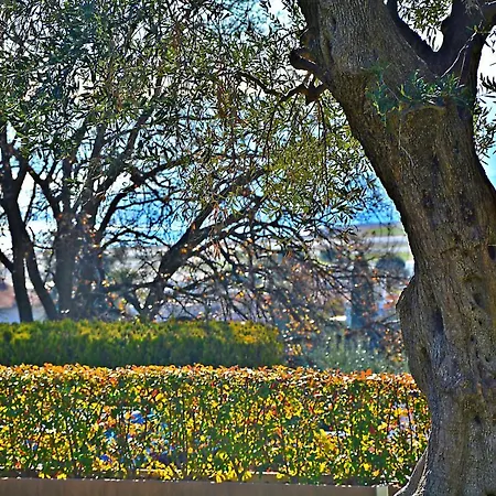 Oliviers De Fabron *